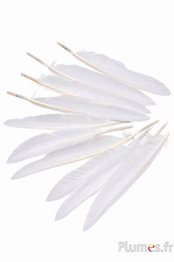 Oca - 12-18 cm - bianco